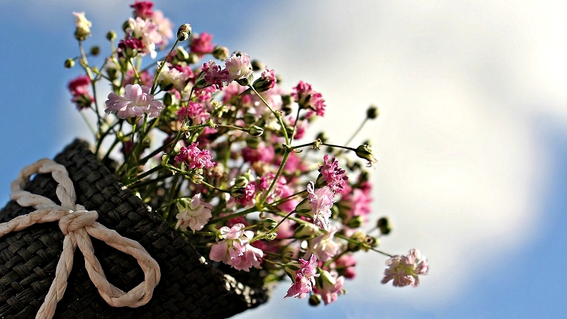 gypsophila-1716747_1920.jpg